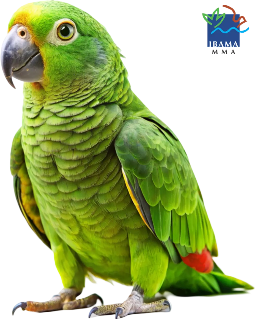 papagaio-isolado